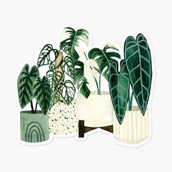 Clear Plant Sticker
