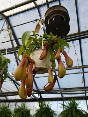 Nepenthes Alata