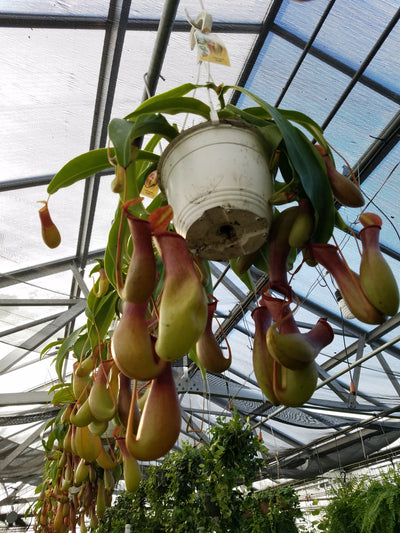 Nepenthes "Alata"