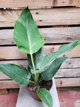 Philodendron 'Imperial Green'