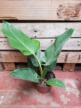 Philodendron 'Imperial Green'