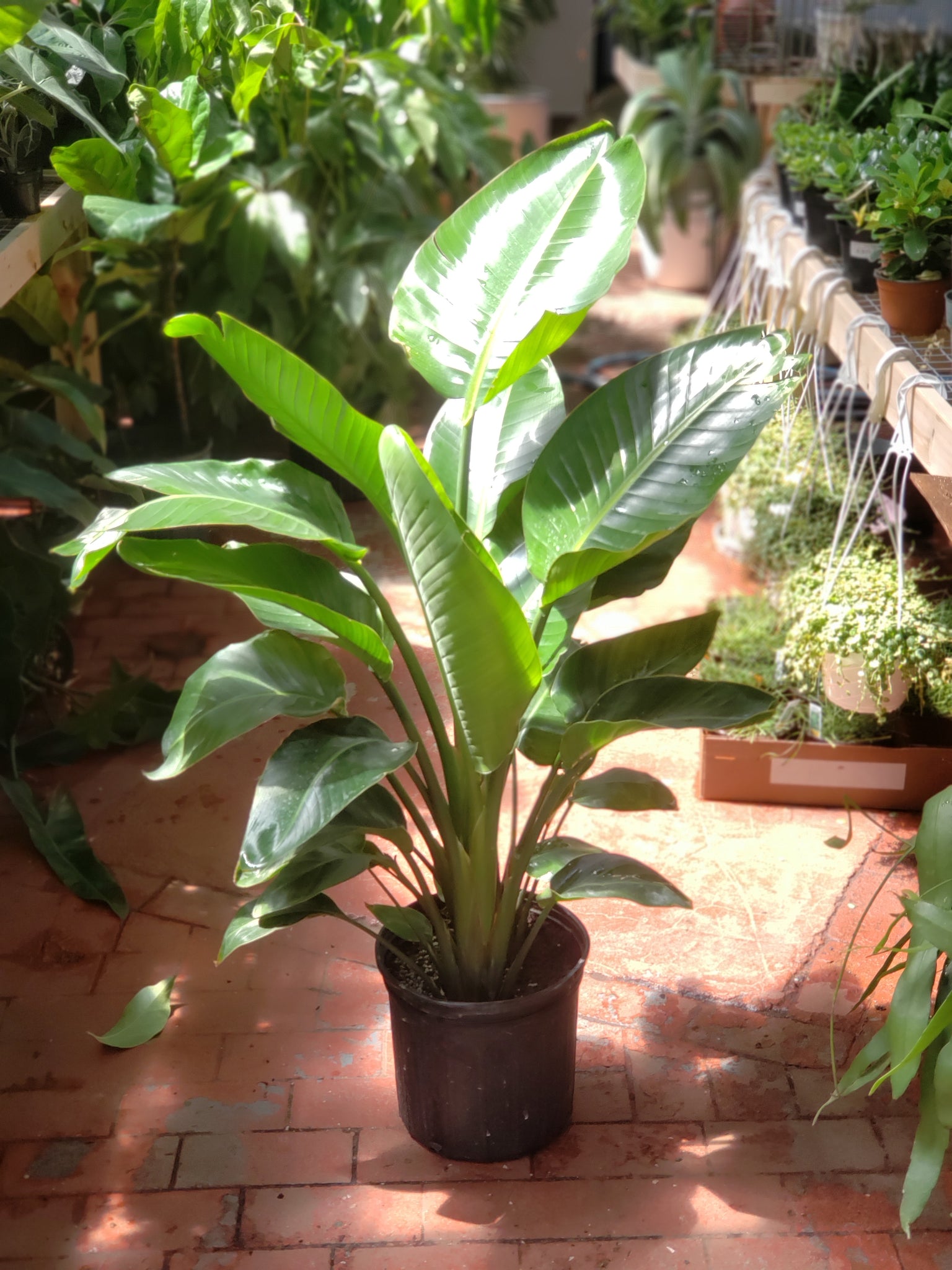 Strelitzia Nicolai - Thumbnail 3