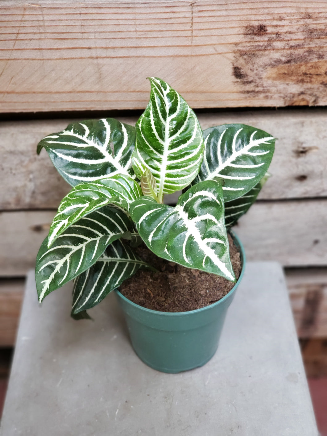 Aphelandra 'Zebra Plant'