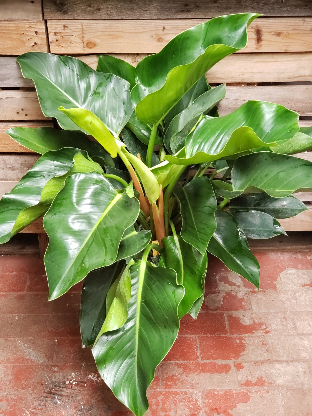 Philodendron Congo