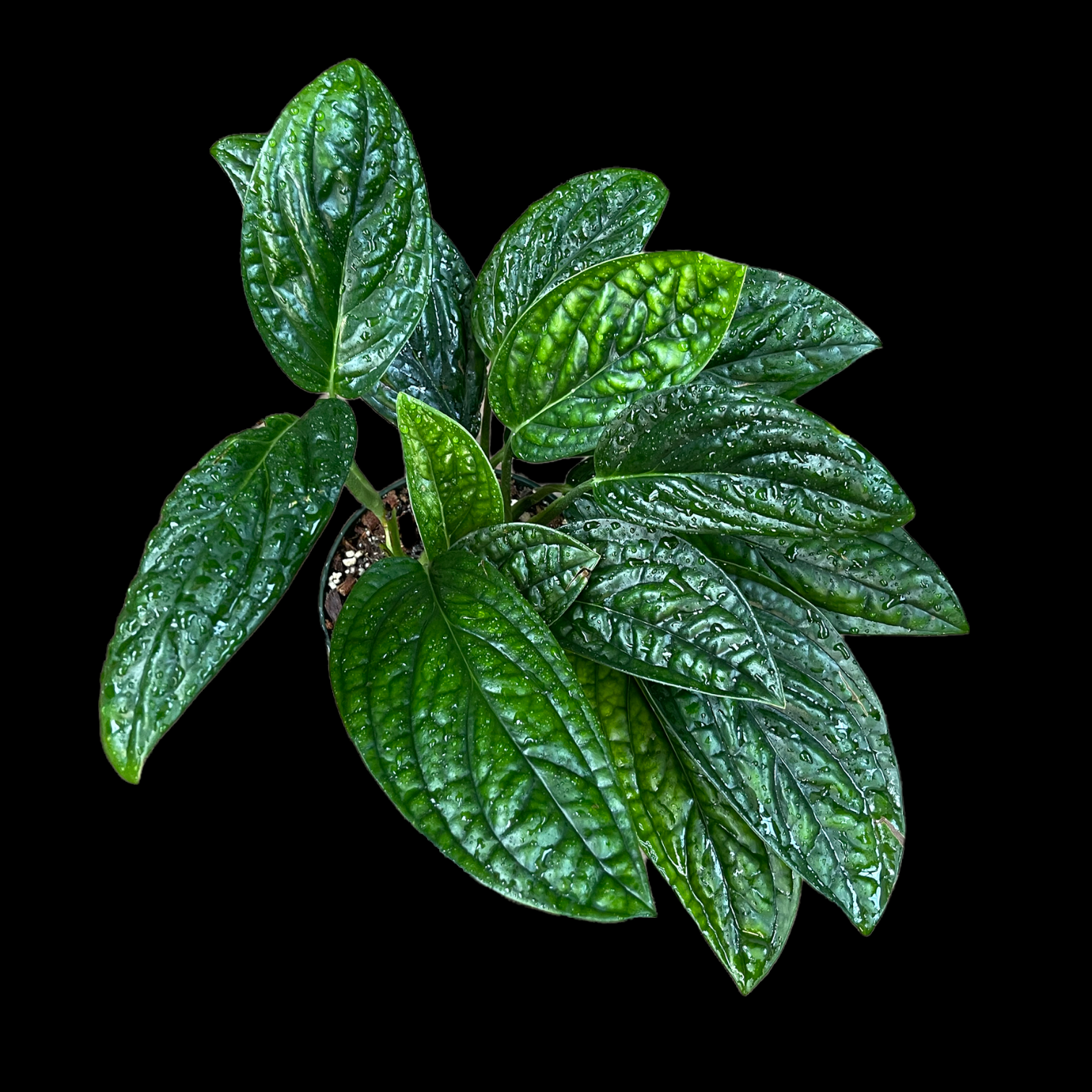 Monstera Peru - Thumbnail 2