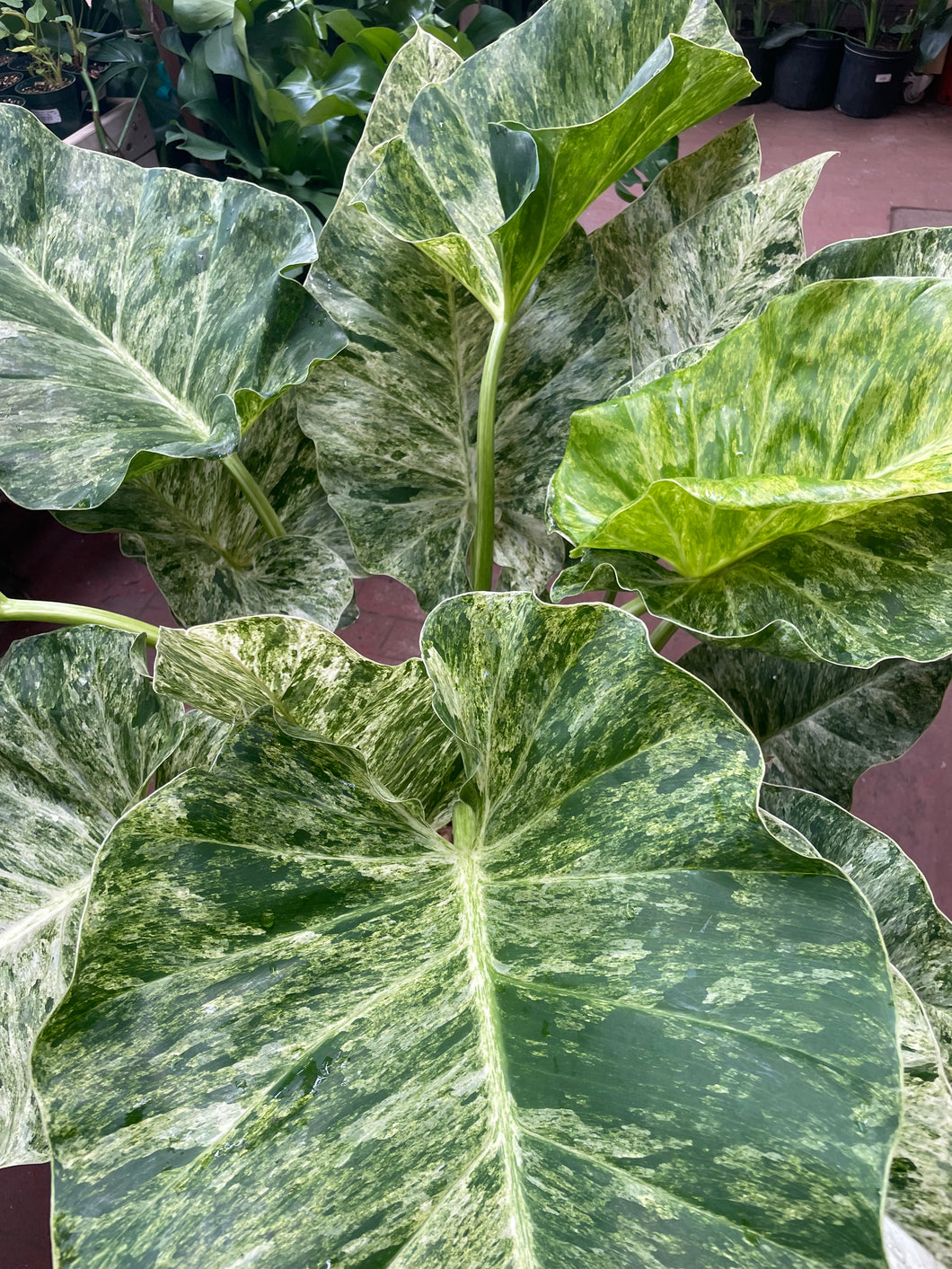 philodendron giganteum variegated singapore Philodendron Giganteum Marble Variegata – Jordan's Jungle