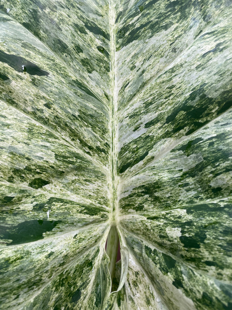Philodendron Giganteum variegata