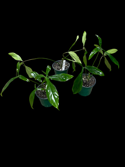 Philodendron Bette Waterbury (69686)