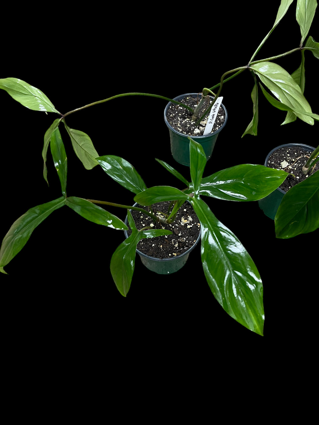 philodendron big ears 69686 Philodendron Bette Waterbury (69686) – Jordan's Jungle