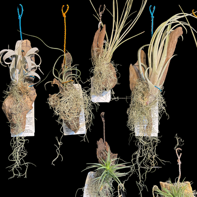 Hanging Driftwood Gardens