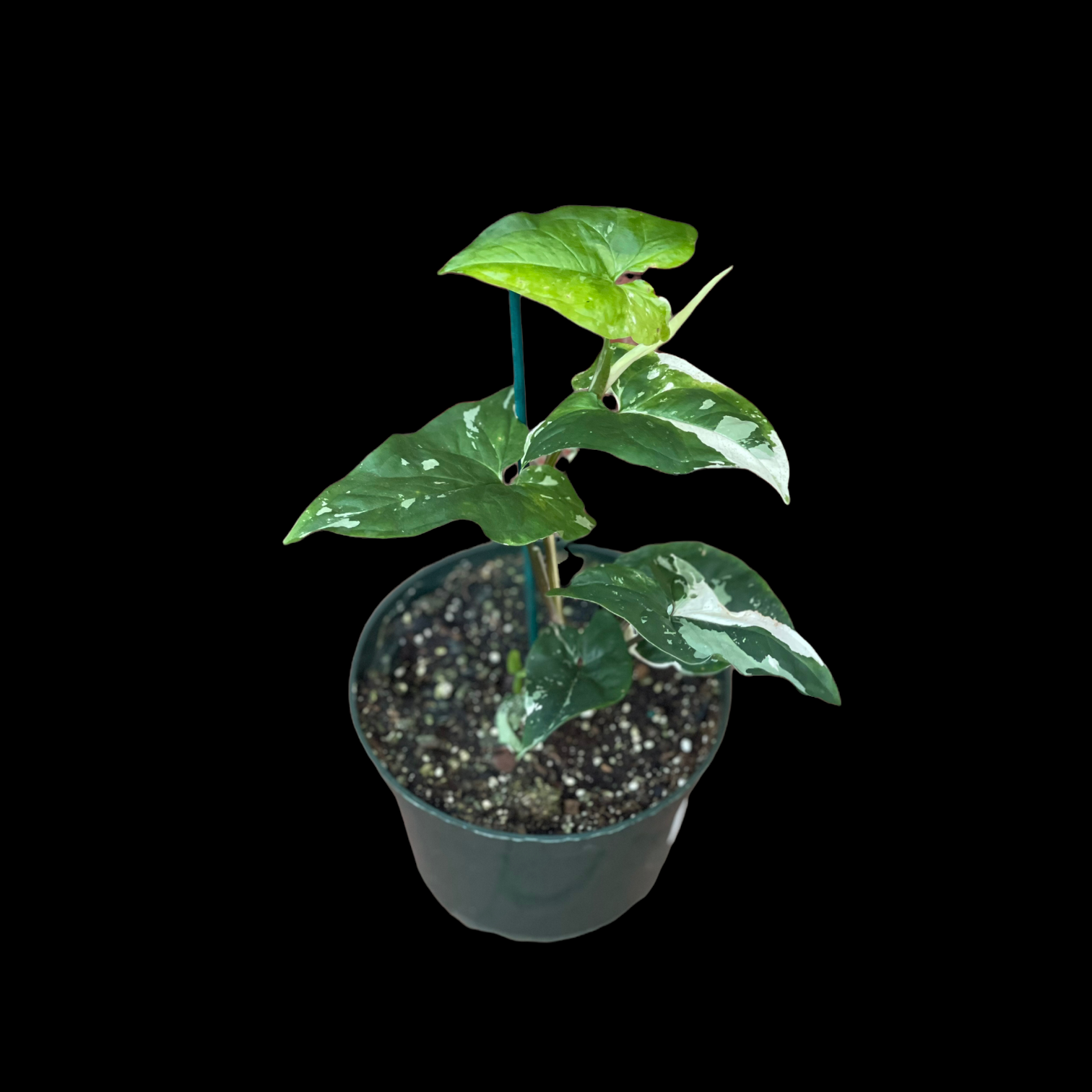 Syngonium Podophyllum Albo Variegata