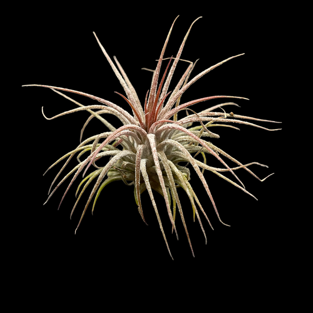 Ionantha Guatemala