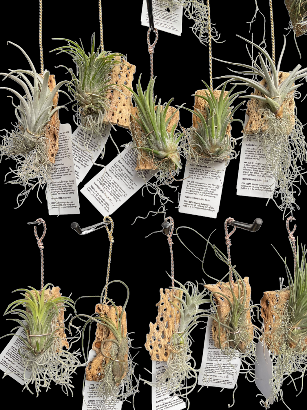 Hanging Cholla Wood Gardens