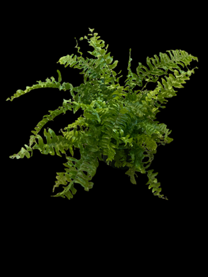 Nephrolepis Exaltata (Boston Fern)