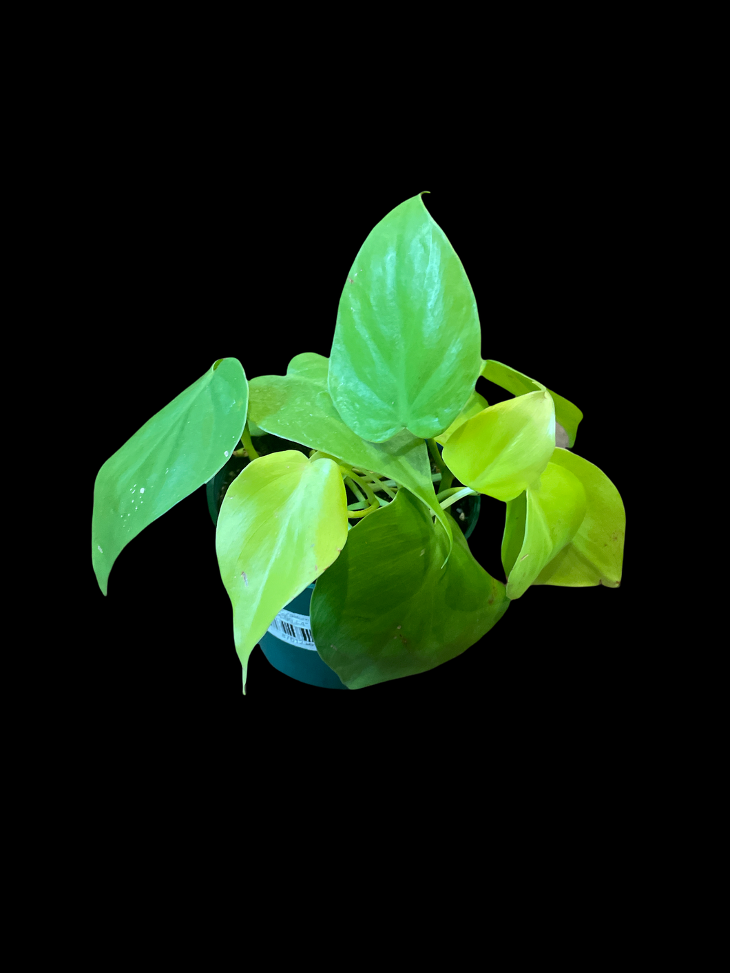 Philodendron Cordatum 'Lemon Lime'