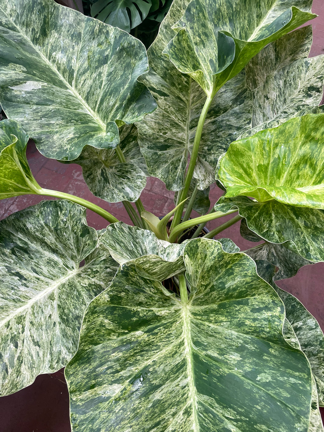 philodendron gargantuan Philodendron Giganteum Marble Variegata – Jordan's Jungle