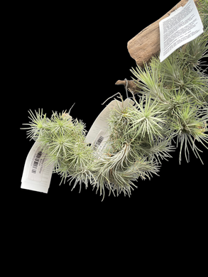 Funkiana Clump