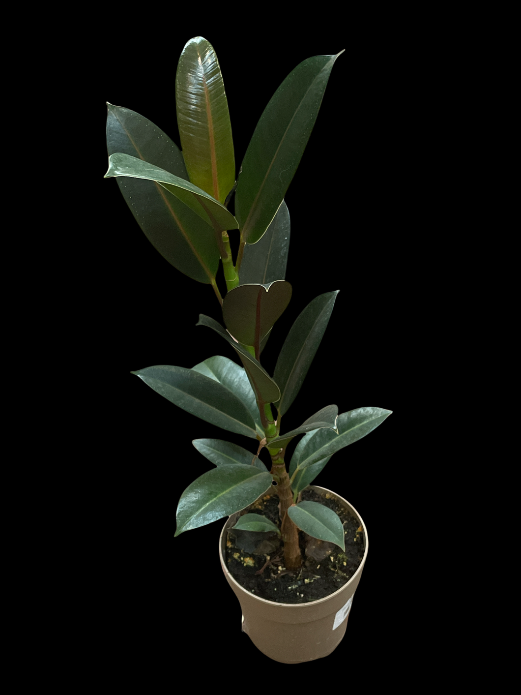 Ficus Elastica 'Melany'