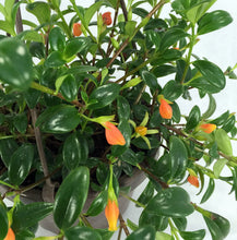 Nematanthus Nervosus 'Goldfish Plant'