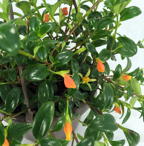 goldfish succulent Ohio Grown Goldfish Plant - 6" Hanging Basket
