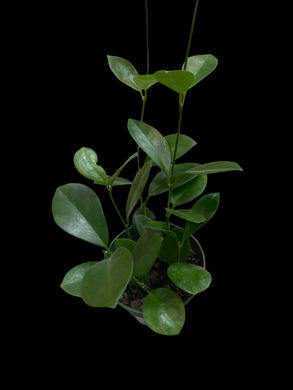 Hoya Carnosa 'Jade'