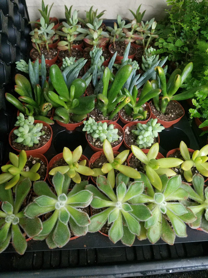 Assorted Succulents