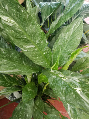 Spathiphyllum 'Domino' - Variegated Peace Lily