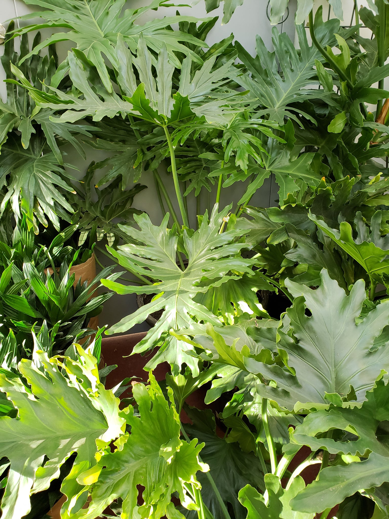 Philodendron Selloum Hope - Thumbnail 2