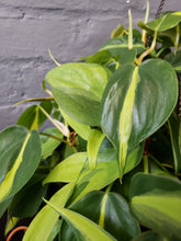 Philodendron Brasil