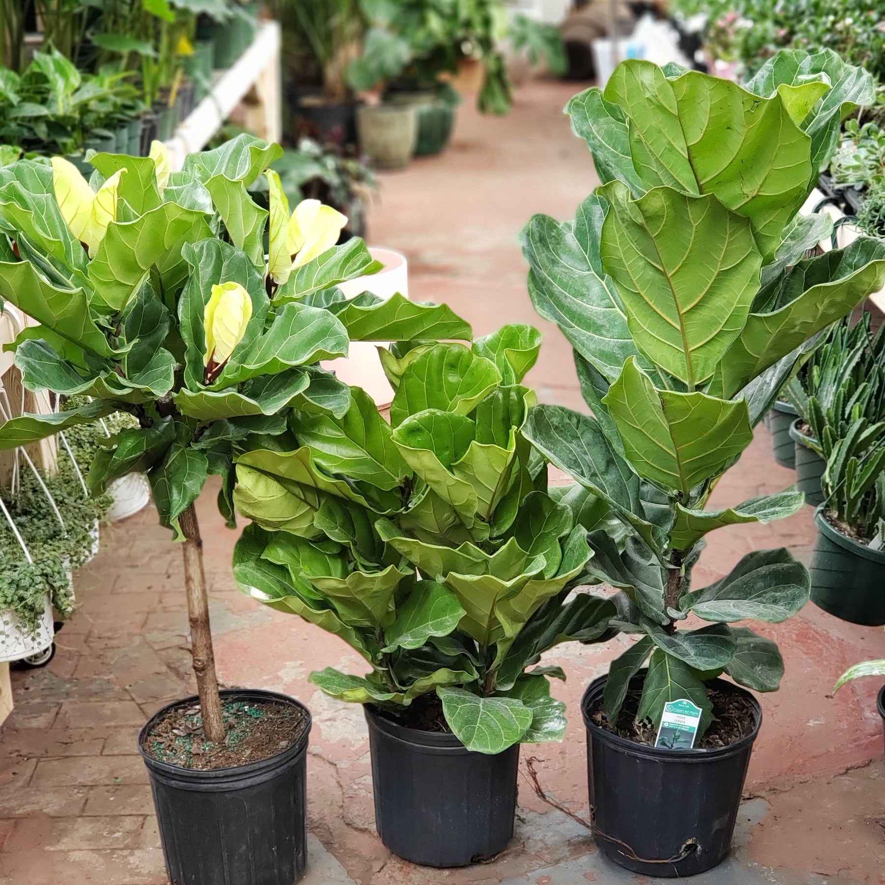 Ficus Lyrata - Fiddle Leaf Fig – Jordan's Jungle