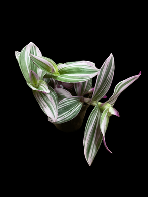 Tradescantia Nanouk