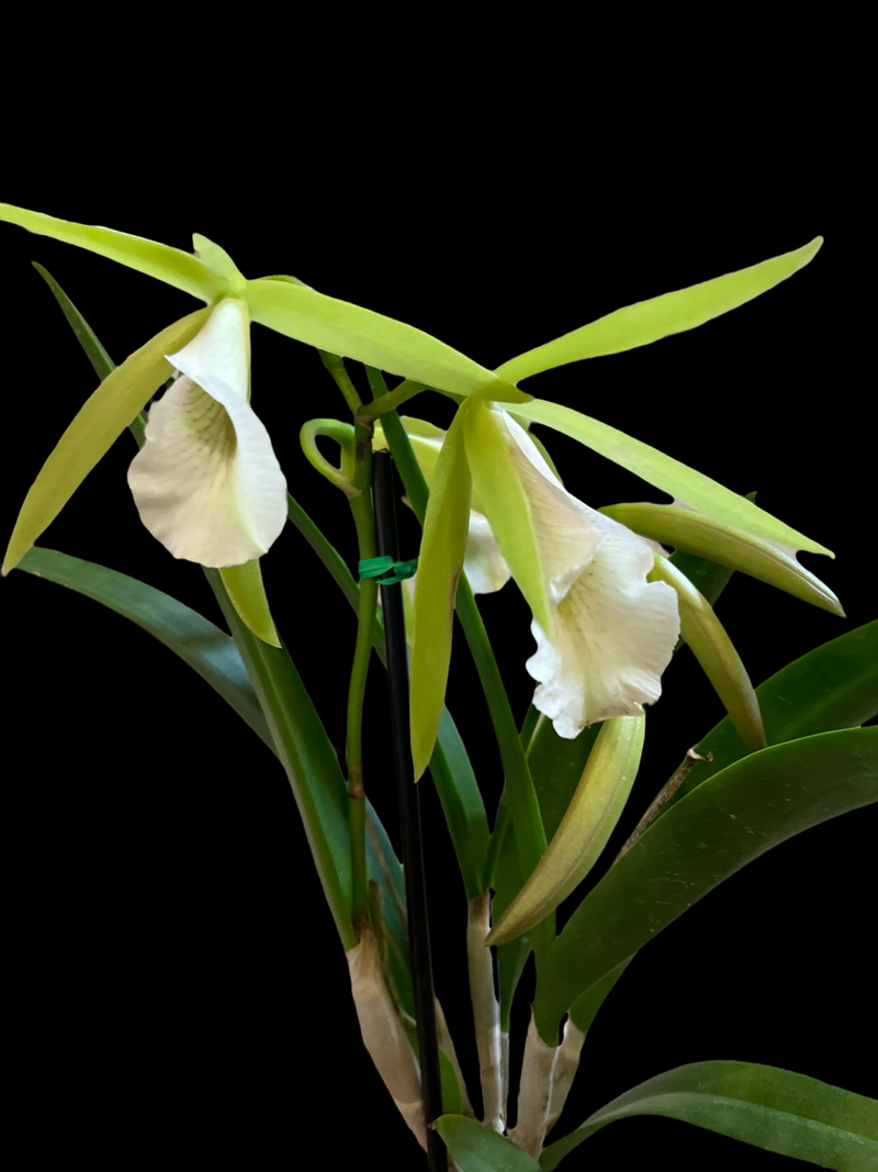 Orchid - Brassavola nodosa