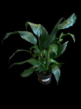 Spathiphyllum 'Peace Lily'