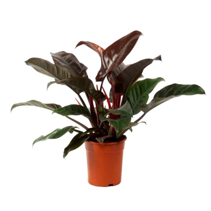 Philodendron 'Imperial Red'