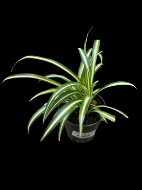 Spider Plant 'Ocean'