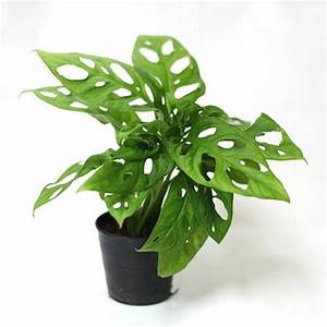dwarf swiss cheese plant Monstera Adansonii 4" Pot