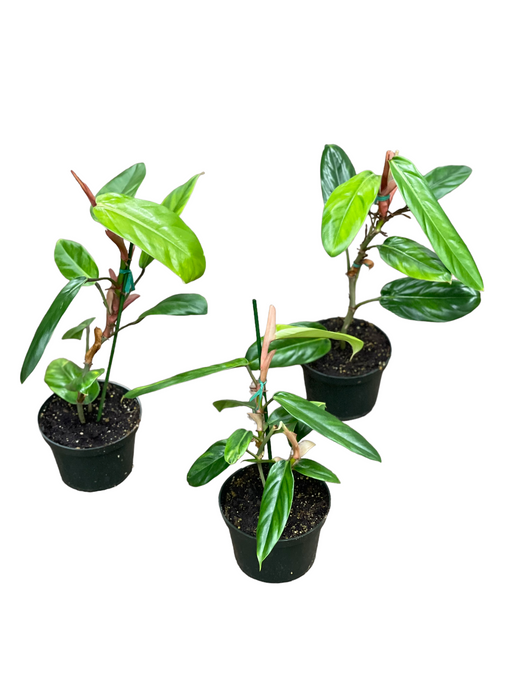 Philodendron baudoense Amazonas