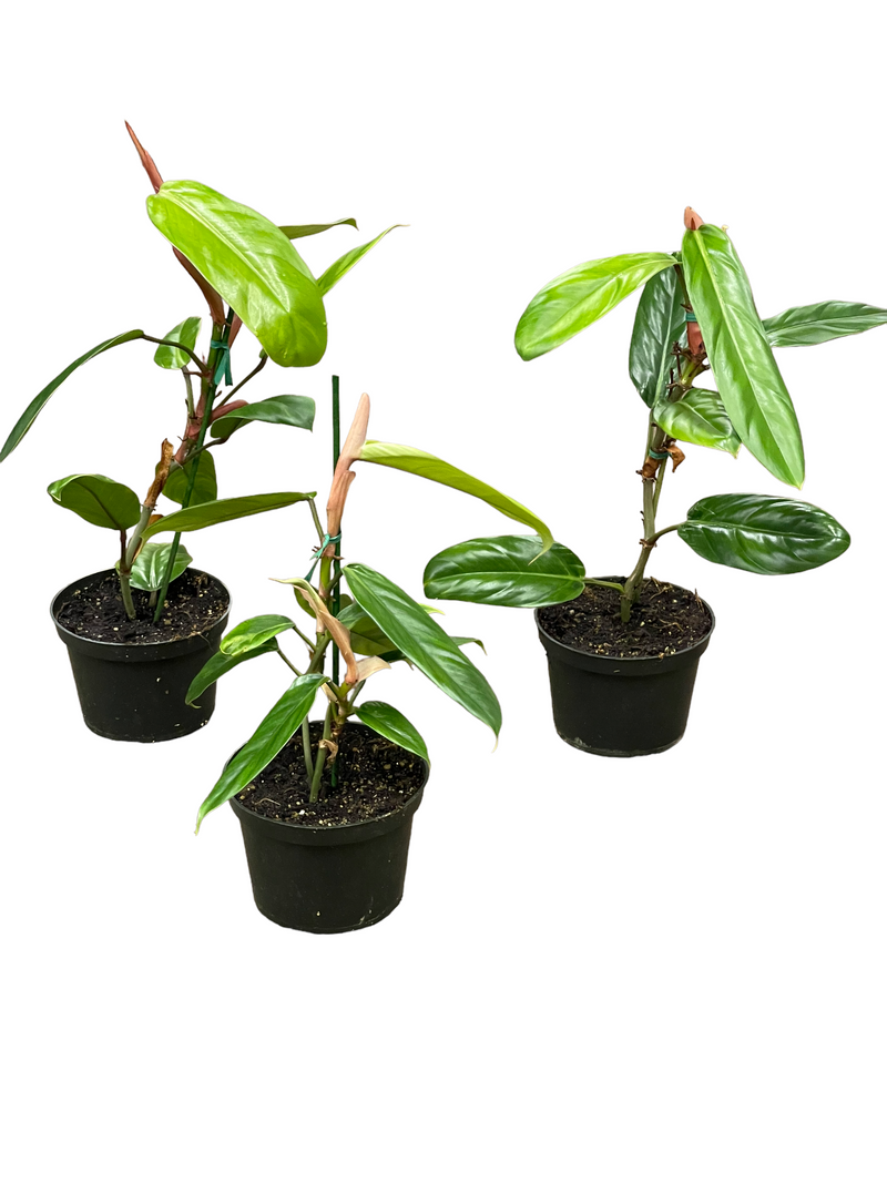 Philodendron baudoense Amazonas