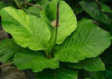 Anthurium Bonplandii Ssp. Guayanum 'Cobra'