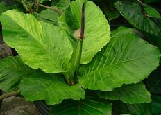 anthurium king cobra Anthurium bonplandii ssp. Guayanum 'Cobra'