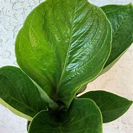 Anthurium Bonplandii Ssp. Guayanum 'Cobra'