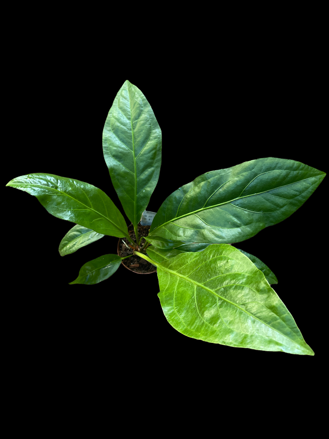 Anthurium Jungle Bush