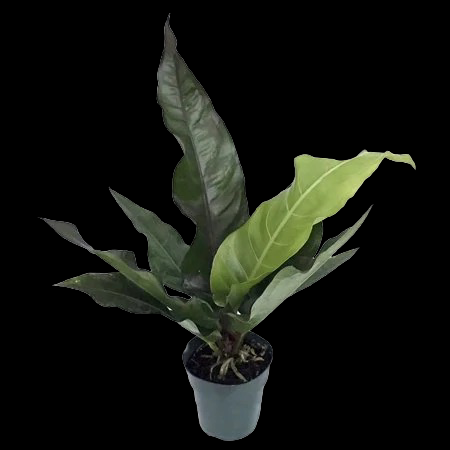 Anthurium Water Dragon