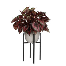 Ascot Plant Stand
