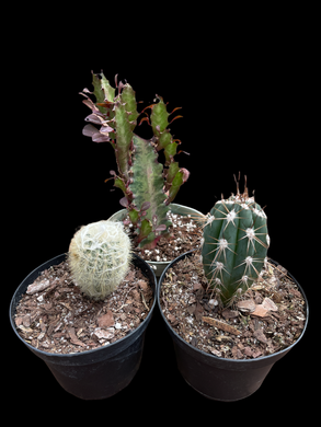 Assorted Cactus