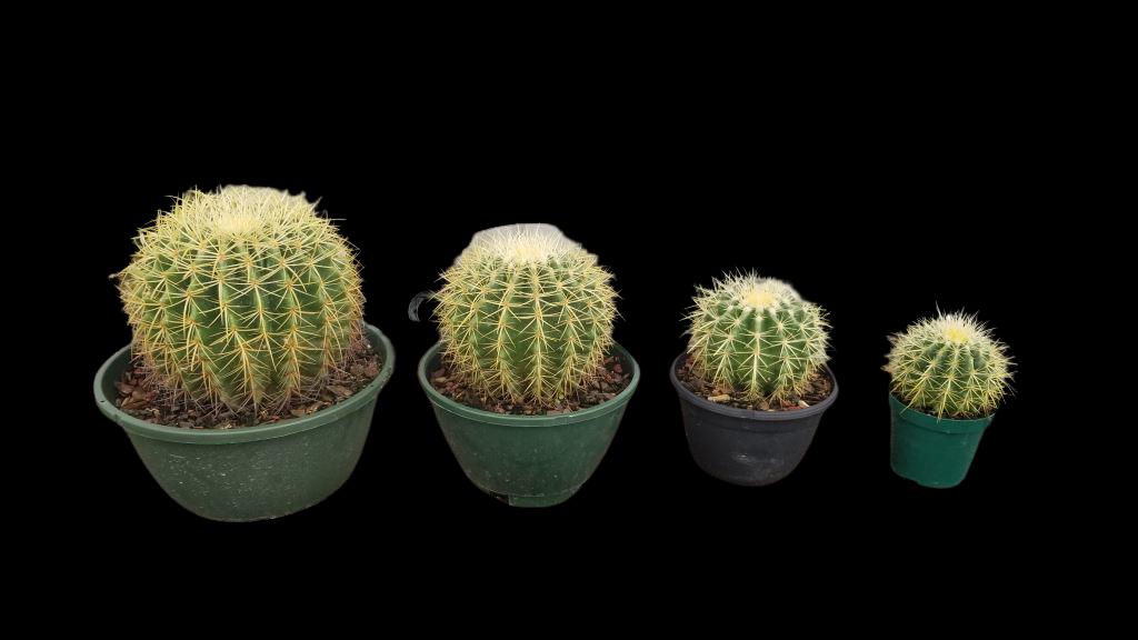 Golden Barrel Cactus - Thumbnail 2