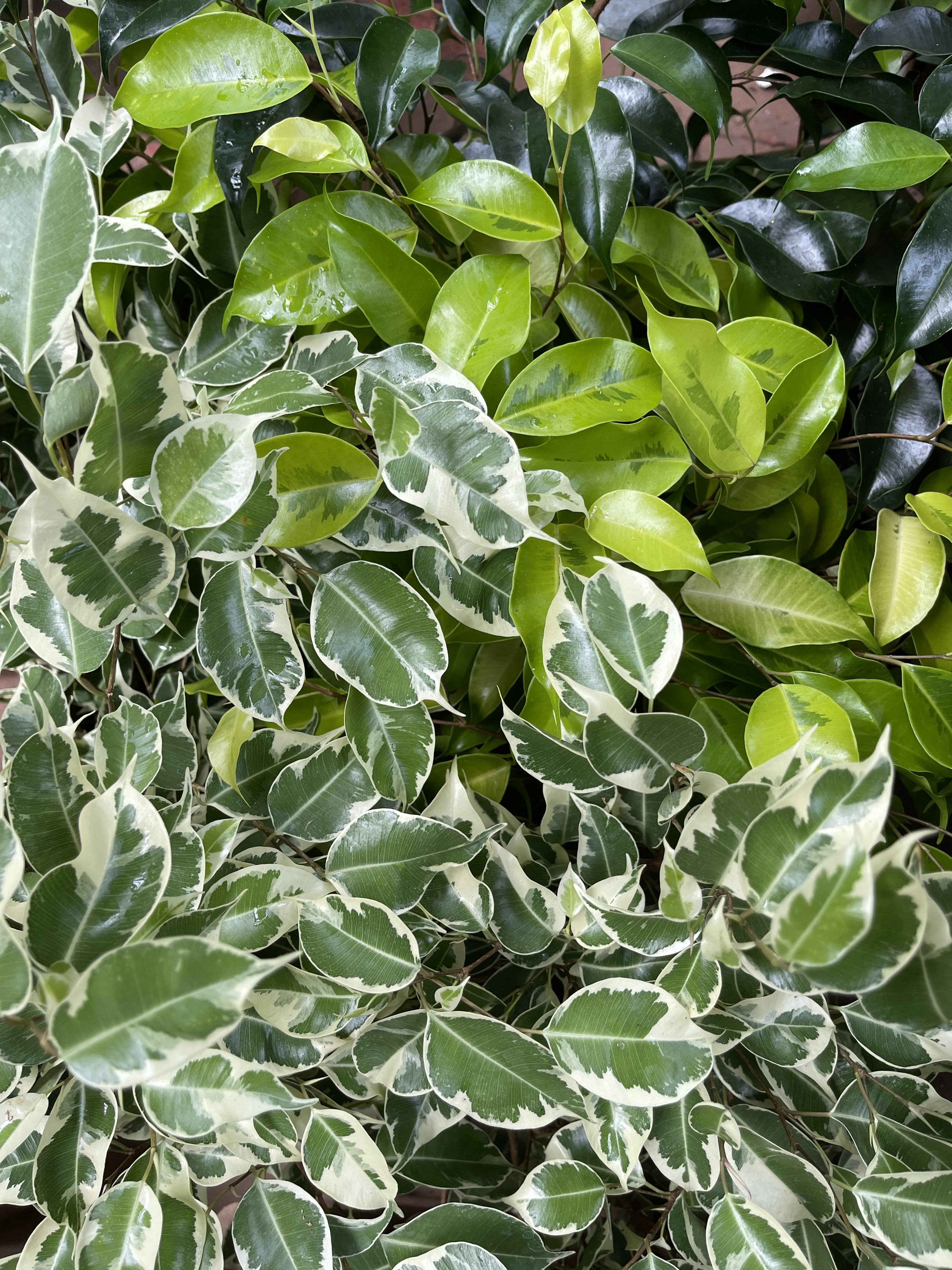 Ficus Benjamina – Jordan's Jungle