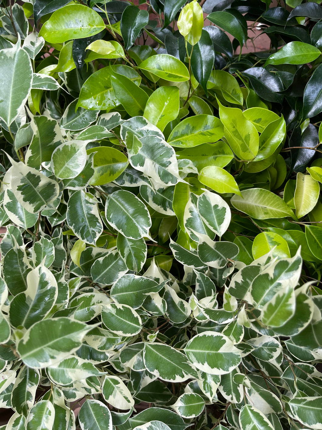 Ficus Benjamina