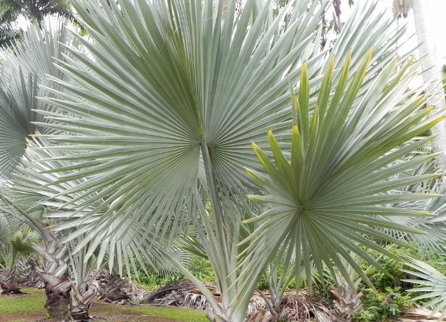 Bismarckia Palm