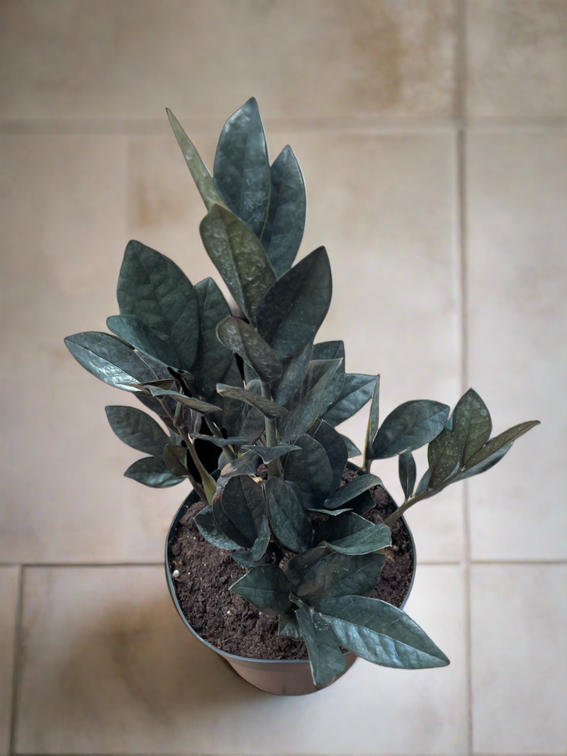 raven house plant Zamioculcas 'Black Raven' ZZ Plant – Jordan's Jungle